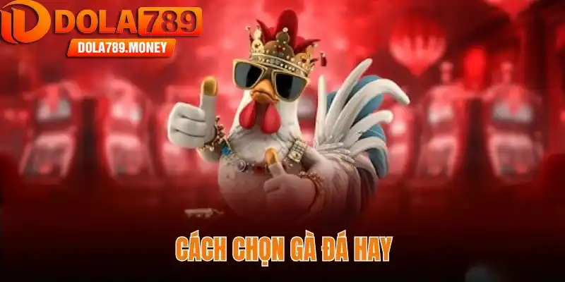 Bí quyết cách chọn gà đá hay từ sư kê Dola789