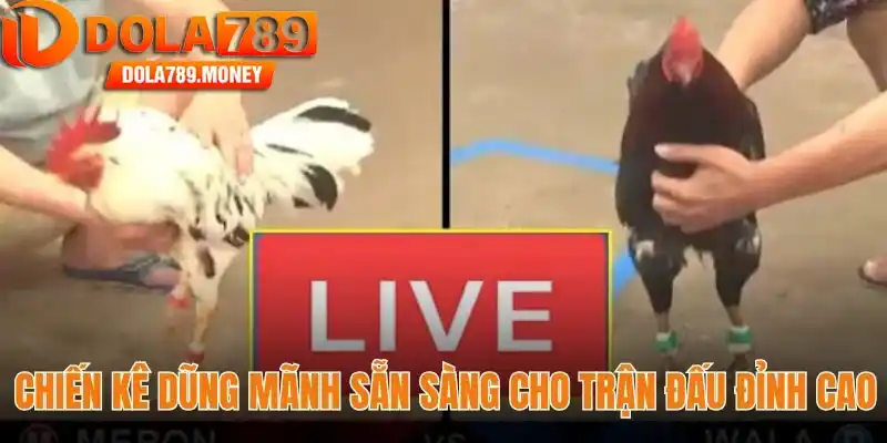 Chiến kê dũng mãnh sẵn sàng cho trận đấu đỉnh cao