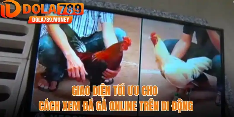 Giao diện tối ưu cho cách xem đá gà online trên di động
