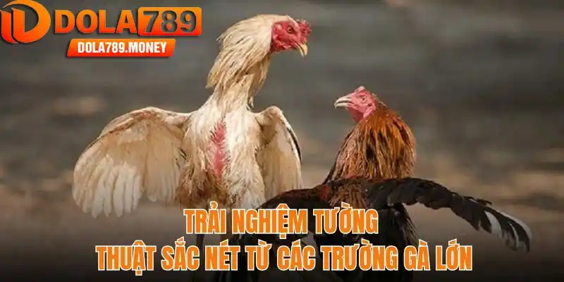 Trải nghiệm tường thuật sắc nét từ các trường gà lớn