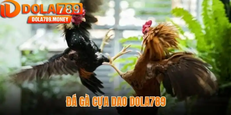 Đá gà cựa dao Dola789 - Khám phá thế giới giải trí đỉnh cao