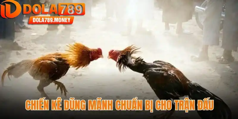 Chiến kê dũng mãnh chuẩn bị cho trận đấu