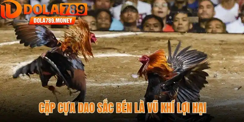 Cặp cựa dao sắc bén là vũ khí lợi hại