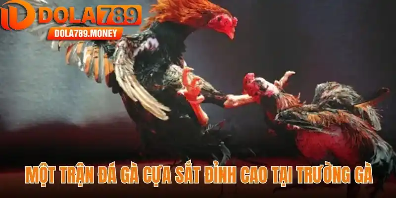 Một trận đá gà cựa sắt đỉnh cao tại trường gà