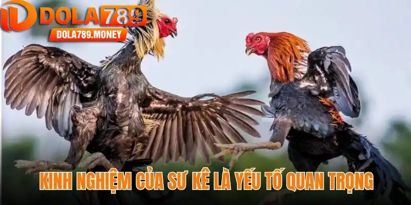 Kinh nghiệm của sư kê là yếu tố quan trọng