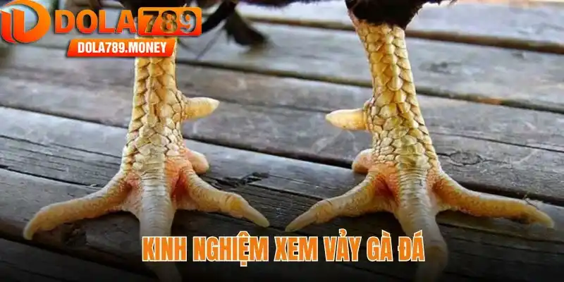 Kinh nghiệm xem vảy gà đá - Bí quyết từ sư kê để chọn chiến kê bách thắng