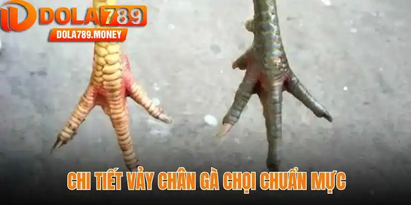 Chi tiết vảy chân gà chọi chuẩn mực
