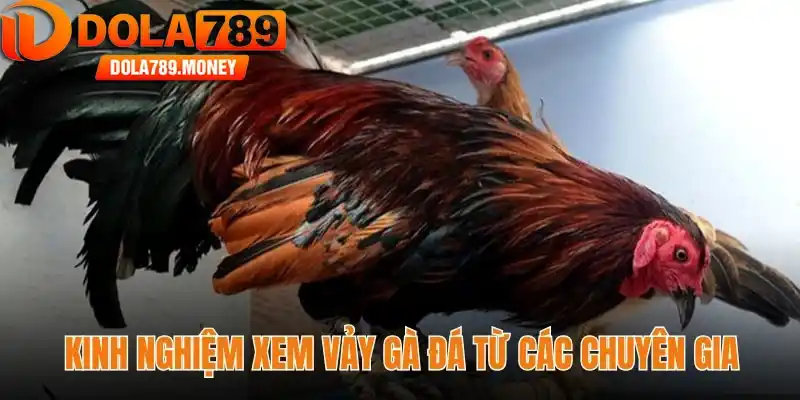 Kinh nghiệm xem vảy gà đá từ các chuyên gia
