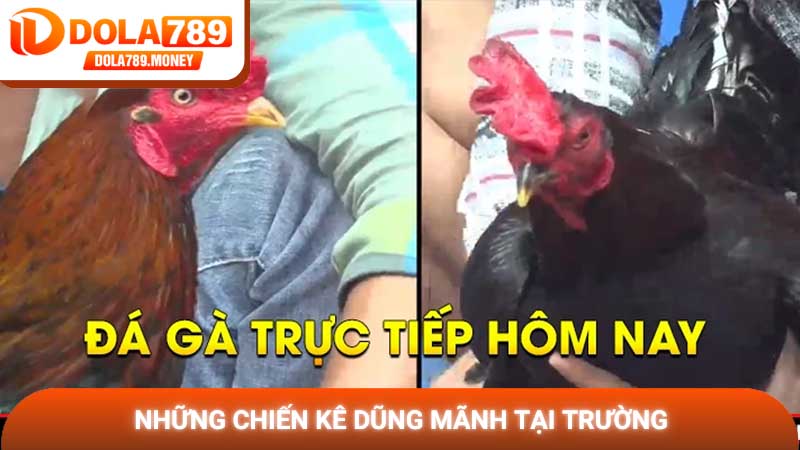 Những chiến kê dũng mãnh tại trường