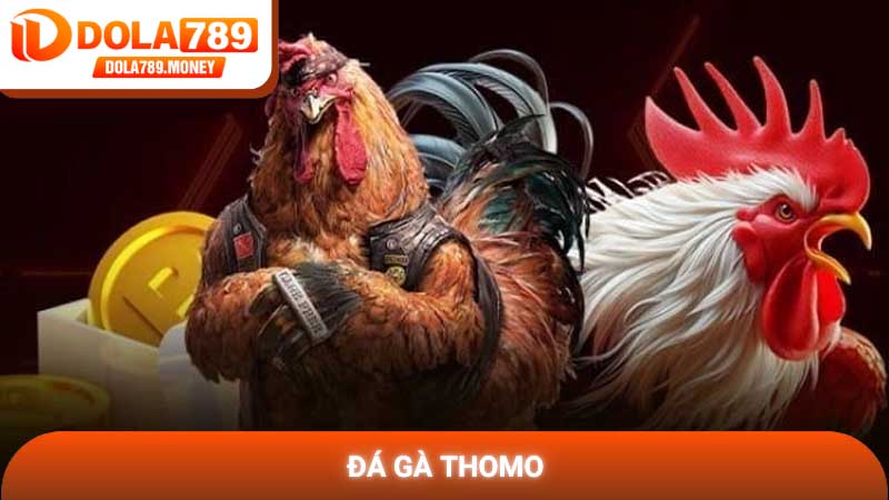 Đá gà Thomo - Đỉnh cao giải trí và nghệ thuật kê chiến