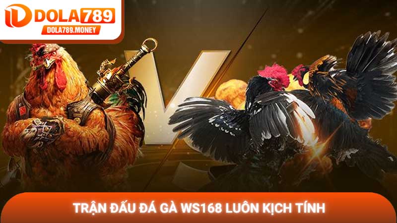 Trận đấu Đá gà WS168 luôn kịch tính