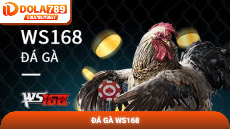 Đá gà WS168 - Trải nghiệm đấu trường gà chọi đỉnh cao tại Dola789