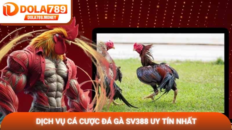 Dịch vụ cá cược Đá gà SV388 uy tín nhất